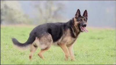 La potencia del Pastor Alemán