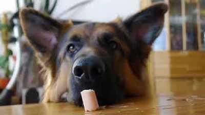 Los videos mas lindos del Pastor Alemán