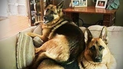 Pastores Alemanes hermosos y divertidos