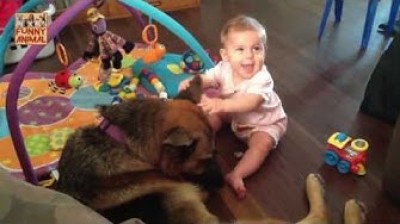 Pastores Alemanes y sus cachorros