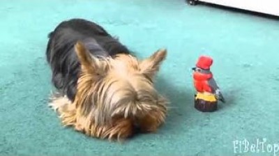 Very funny Yorkshire Terrier