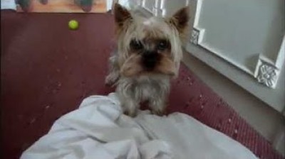 Compilation of funny videos of Yorkshire Terrier
