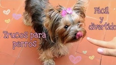 Yorkshire Terrier doing tricks