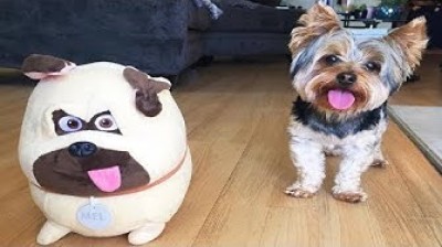 Cachorros Yorkie | Perros graciosos y adorables