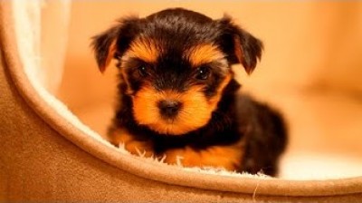 Funny Yorkshire moments!