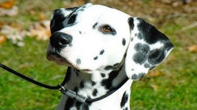 10 Dalmatians videos that will make you cry with laughter