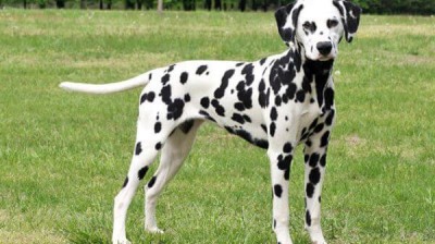 Clips graciosos de Dalmatas