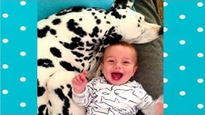 Compilación definitiva de Dalmatas adorables