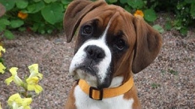 Los Boxer mas graciosos