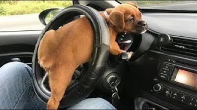 I cuccioli di boxer più divertenti