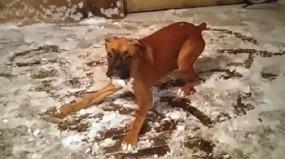 Boxers are incredible dogs