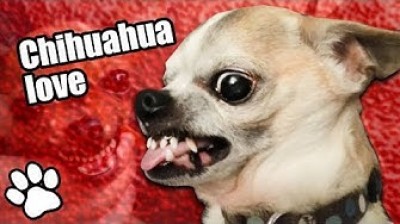 36 angry Chihuahuas