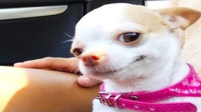 10 very funny Chihuahuas