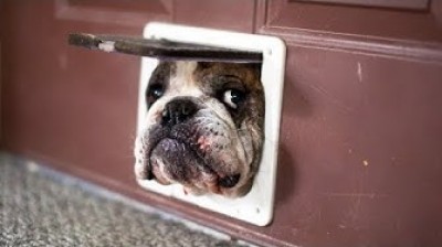 Bulldog that will make you cry