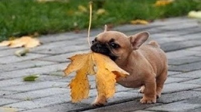 Chiots bulldogs français adorables et drôles