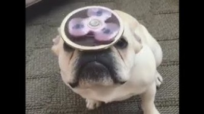 Funny Bulldog