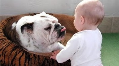 Bullsog e cuccioli - Clip adorabili e divertenti