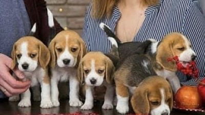 The most adorable puppies of Beagle