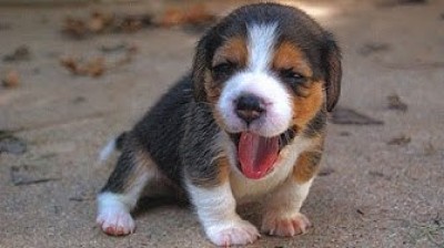 Compilation de beagles drôles et adorables