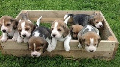 Beagle puppies wonderful and funny
