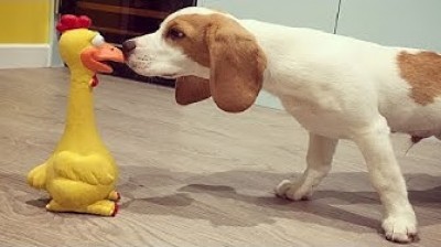 Cuccioli di beagle adorabili e diverteni