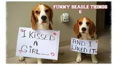 La compilación mas graciosas de Beagles