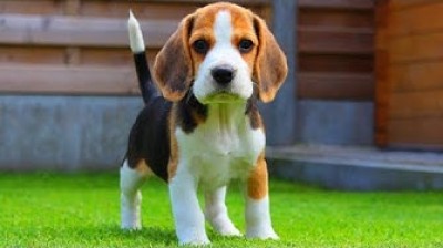 Super cute Beagles puppies