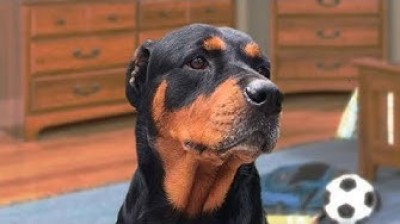 Funny rottweilers