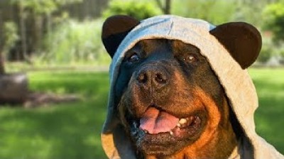 Compilation of funny Rottweilers
