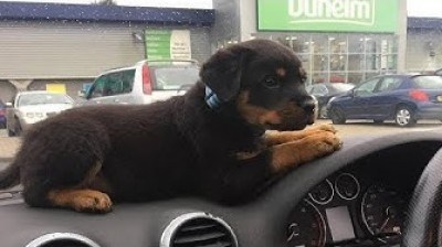 The best clips of Rottweiler puppies