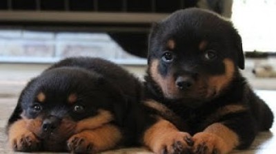 The most lovely Rottweiler puppies