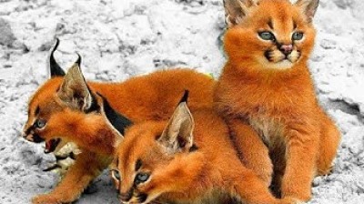 The 5 most exotic and beauty cats in the world!!