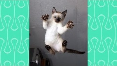 Siamese Cat and owners. This is love.