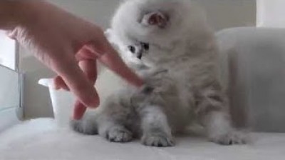 Why choose a Persian cat?