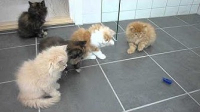 Persian Kittens playing
