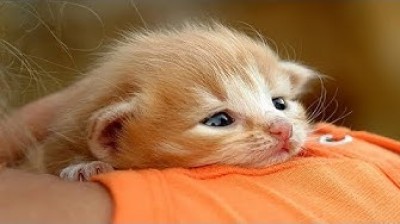 The most lovely Bobtail kittens in the world