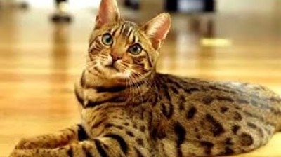 History of the Bengal cat