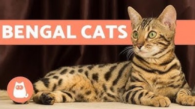 The Bengal cat - Characteristics and character
