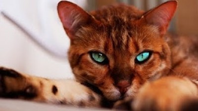 The Bengal cats are incredible