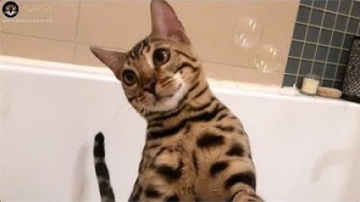 The Bengal cat loves water
