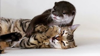 The cat and the otter