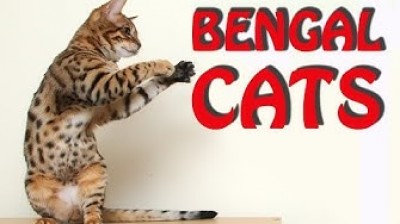 Bengal cats - Best compilation of videos