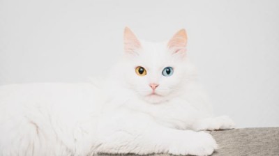 Turkish Angora Cat - Features
