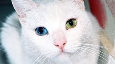 Turkish Angora Cat - Try not to laugh