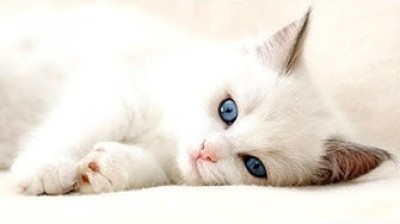 Turkish Angora Kittens - Lovely and funny