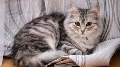 Siberian Silver cat - The most lovely cat in the world