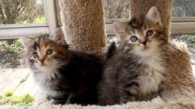 Siberian Kittens - 6 weeks