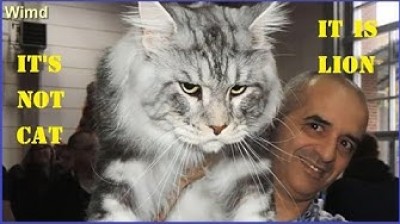 Maine Coon Cat - Video and funny pictures