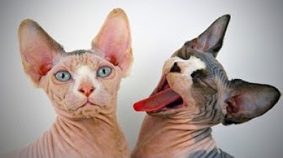 Hairless cat - You will not stop laughing
