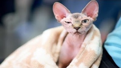 Kittens of Sphynx - The most beautiful cats
